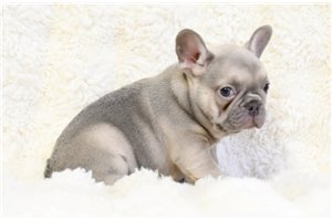 Liam - puppy for sale