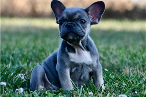 Cinder - French Bulldog for sale