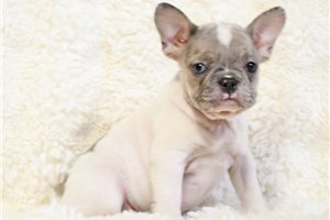 Scarlett - French Bulldog for sale