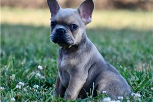 Cory - French Bulldog for sale