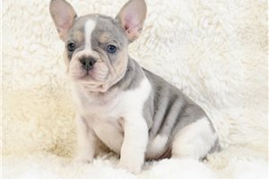 George - French Bulldog for sale