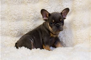 Arnold - puppy for sale