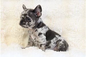 Gracelynn - French Bulldog for sale