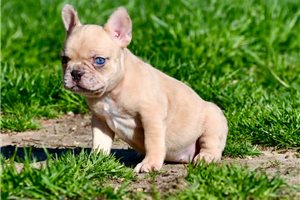 Isabella - French Bulldog for sale