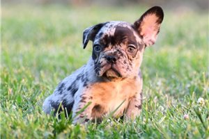 Beamer - French Bulldog for sale
