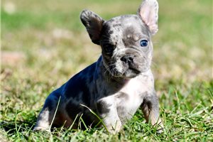 Justin - French Bulldog for sale
