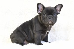 Nathan - puppy for sale