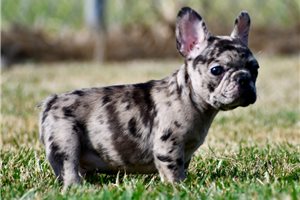 Felix - French Bulldog for sale