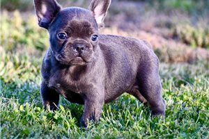 Koen - French Bulldog for sale