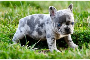 Haven - puppy for sale