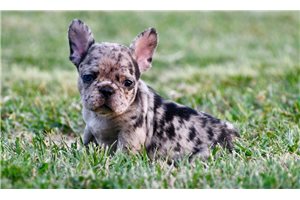 Faith - puppy for sale
