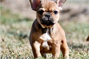 Kimbra - French Bulldog for sale