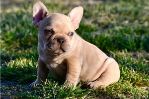 Iker - French Bulldog for sale