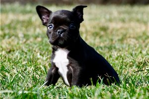 Einstein - French Bulldog for sale