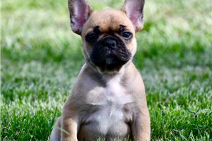 Maxine - French Bulldog for sale