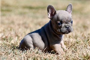 Marigold - puppy for sale