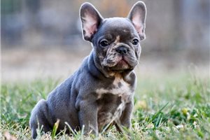 Bayer - French Bulldog for sale