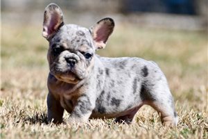 Maurice - French Bulldog for sale
