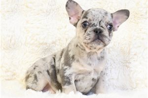 Dory - French Bulldog for sale