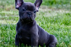 Koen - French Bulldog for sale