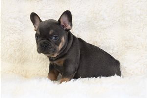 Kit - French Bulldog for sale