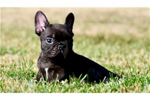 Ferdinand - French Bulldog for sale