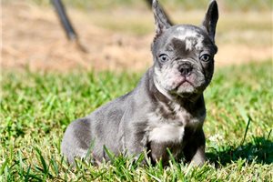 Brego - French Bulldog for sale