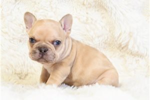 Iker - puppy for sale