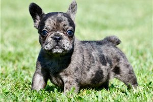 Betsy - French Bulldog for sale