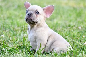 Carlton - French Bulldog for sale