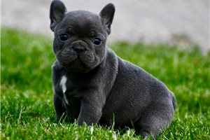 Katie - puppy for sale