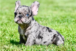 Roman - French Bulldog for sale