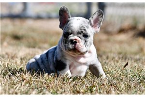 Matt - puppy for sale