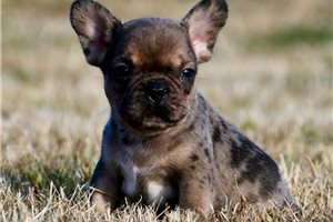 Ivan - French Bulldog, placed in Springfield