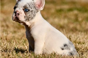 Hamlet - French Bulldog for sale