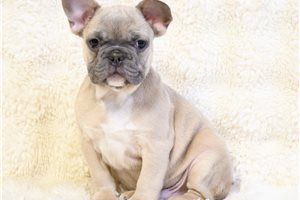 Alex - French Bulldog for sale