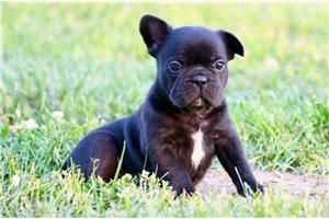 Enzo - French Bulldog for sale