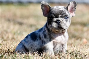 Mariella - puppy for sale