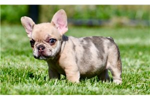 Ophelia - French Bulldog for sale