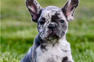 Clover - French Bulldog for sale