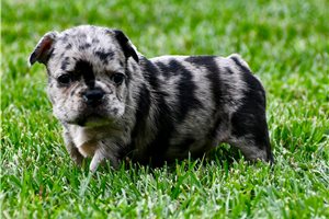Noah - French Bulldog for sale
