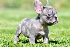 Rhett - French Bulldog for sale