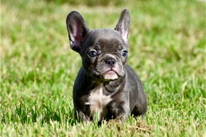 Beth - French Bulldog for sale