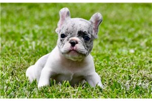 Ruger - French Bulldog for sale