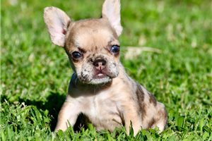 Ophelia - French Bulldog for sale