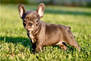 Beth - French Bulldog for sale