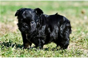 Tyler - puppy for sale
