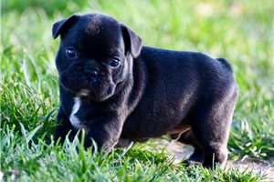 Howard - French Bulldog for sale