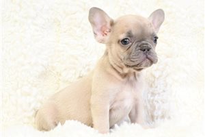 Samuel - French Bulldog for sale