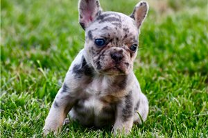Peace - French Bulldog for sale
